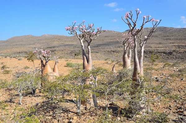 Yemen, Socotra, bottle trees (desert rose - adenium obesum) on Mumi plateau