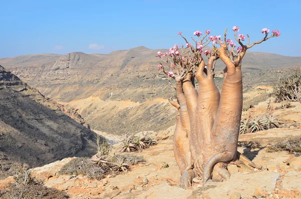 Yemen, Socotra, bottle trees (desert rose - adenium obesum) on  plateau over Kalesam gorge