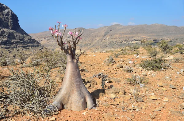 Yemen, Socotra, bottle trees (desert rose - adenium obesum) on plateau over the Gorge of Kalesan