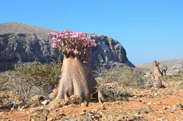 Yemen, Socotra, bottle trees (desert rose - adenium obesum) on  plateau over Kalesam gorge