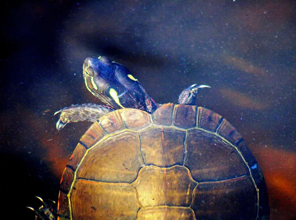 Underwater Turtle World - The Painted Turtle