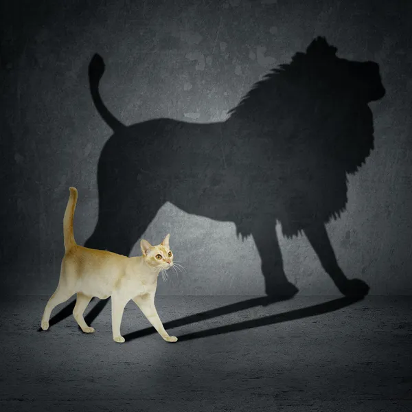 Cat with lion shadow