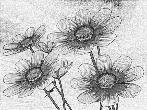 Pencil drawing of a Beautiful Cosmos Flower