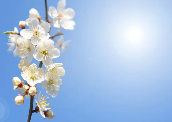 Spring flowers