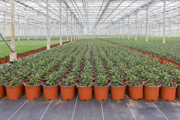 Cultivation of indoor plants in a Dutch greenhouse