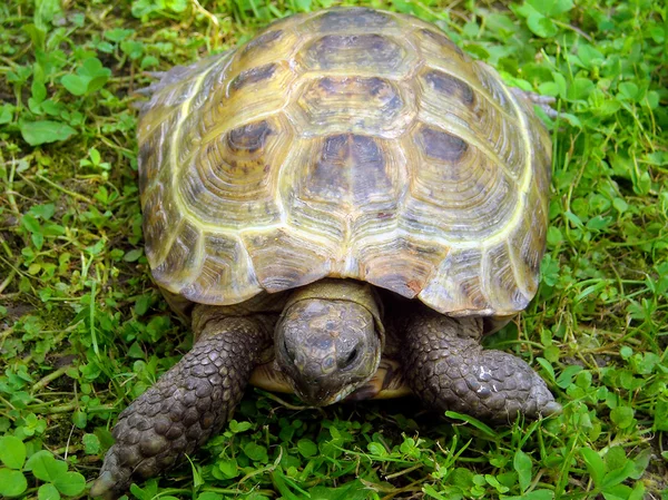 A land turtle is in a grass