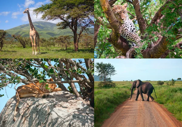 Safari in Africa. set of wild animals.