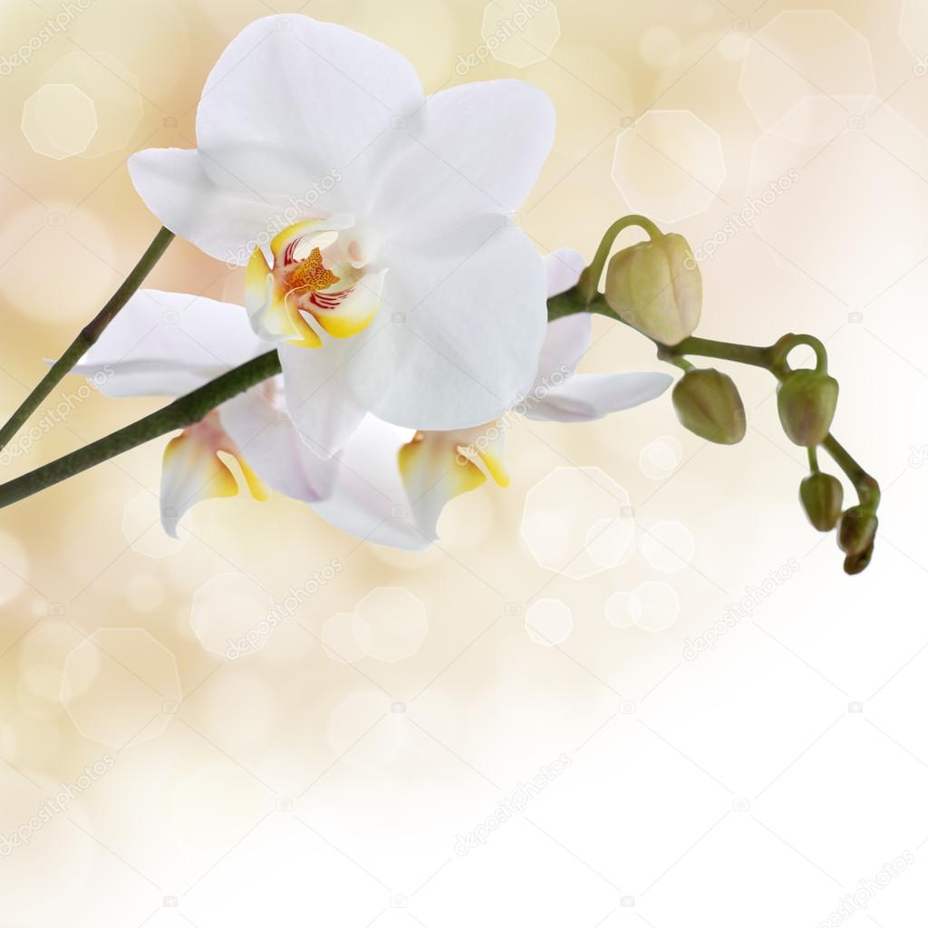 White Orchid Background