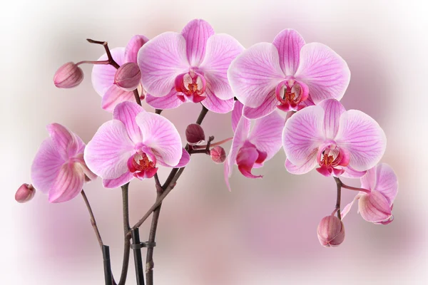 Pink orchids design