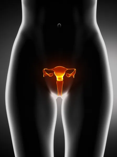 Female uterus anatomy anterior view