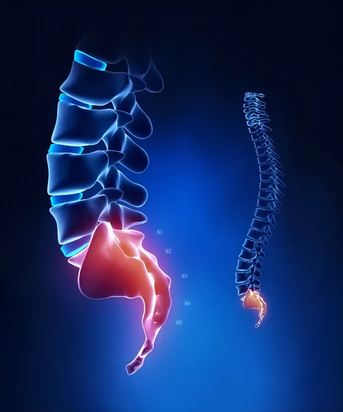 Spine sacral region anatomy in x-ray blue