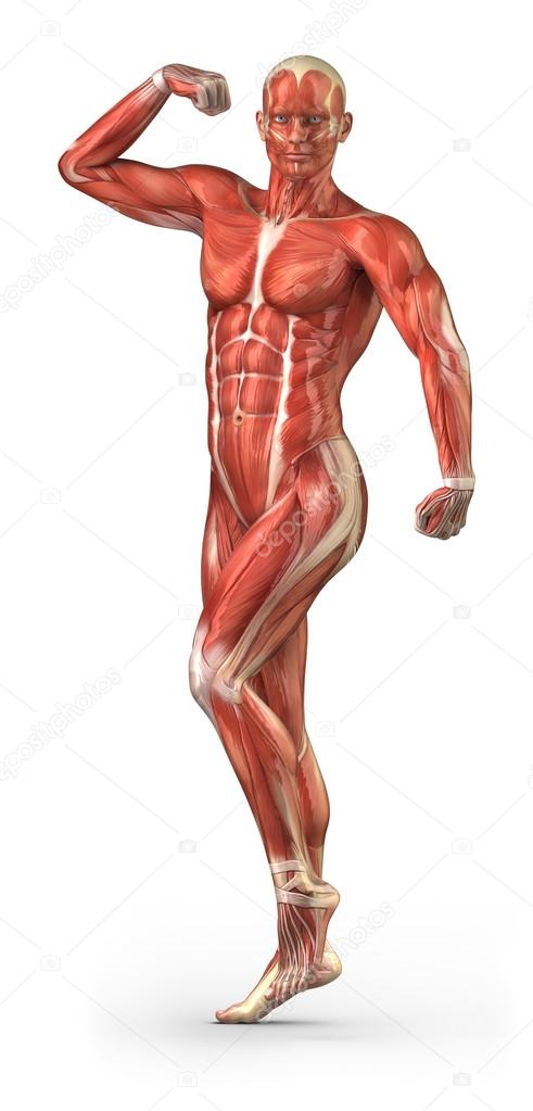 Muscular System Body