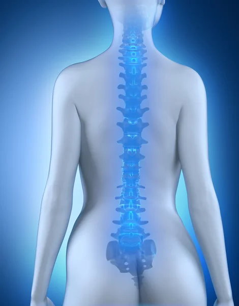 Female spine anatomy posterior view
