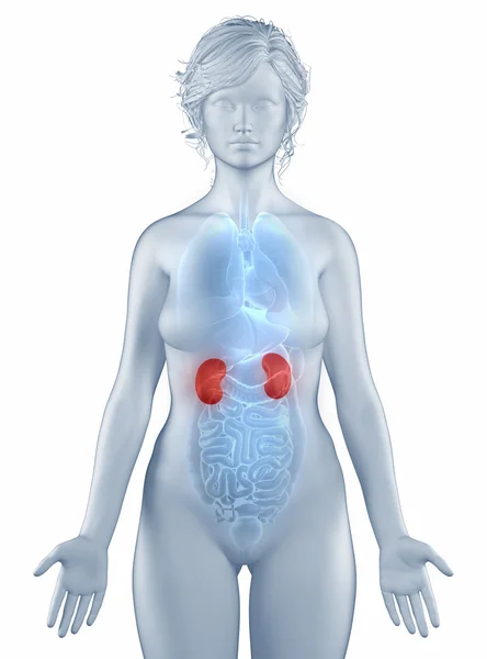 Kidney position anatomy woman isolated