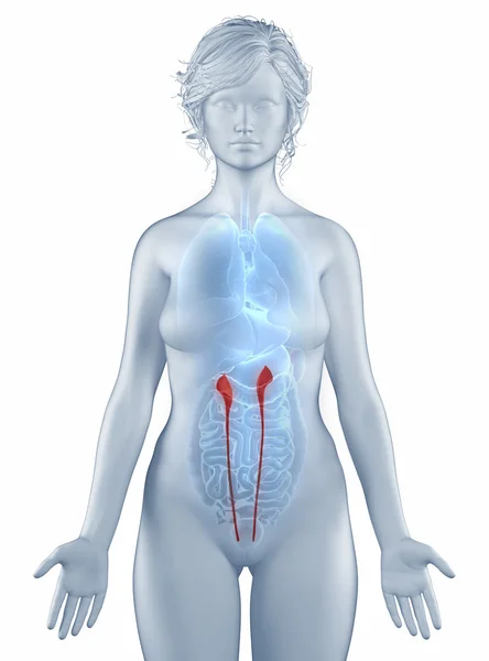 Ureter position anatomy woman isolated