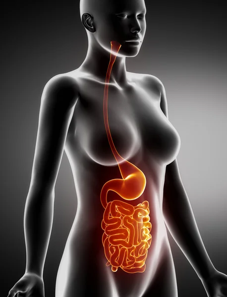 Female STOMACH and LUNGS anatomy x-ray lateral view