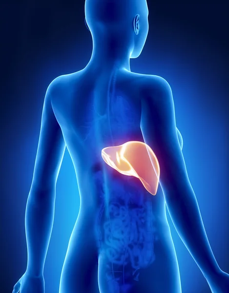 Female LIVER anatomy x-ray posterior view