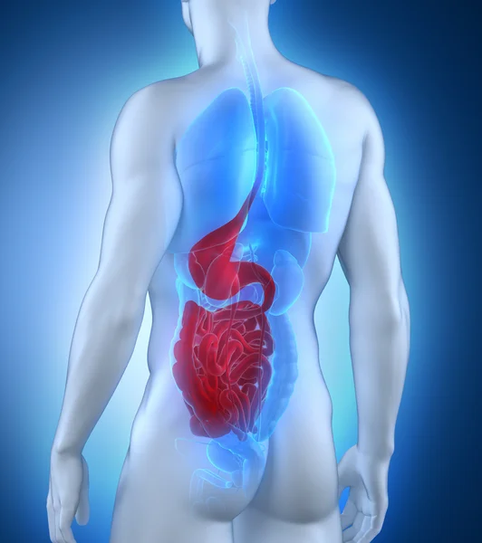 Male digestive system anatomy