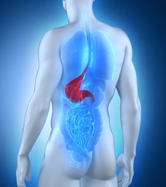 Male stomach anatomy posterior view