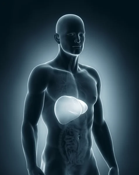 Male liver anatomy