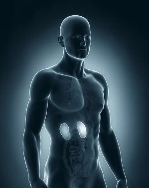 Male kidney anatomy