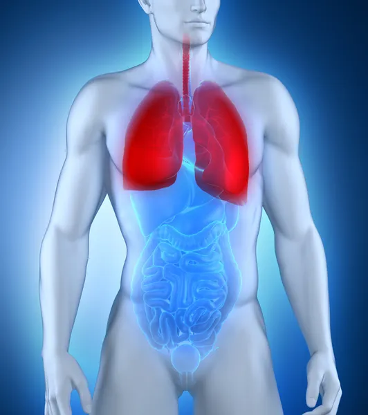 Male respiratory system anatomy