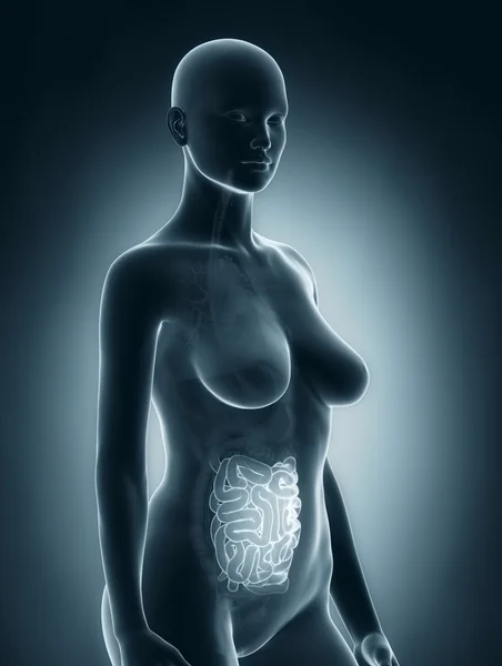 Woman guts anatomy x-ray