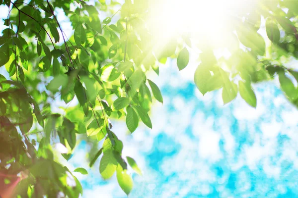 Sun and leaves. Green leaves on a background of blue sky and sun