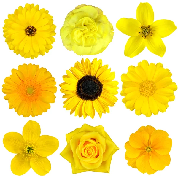 Collection of Yellow Flowers Isolated on White