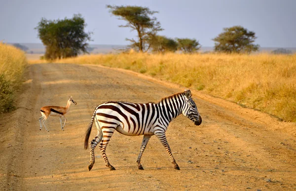 Young Zebra crossing road with Antelope on Safari
