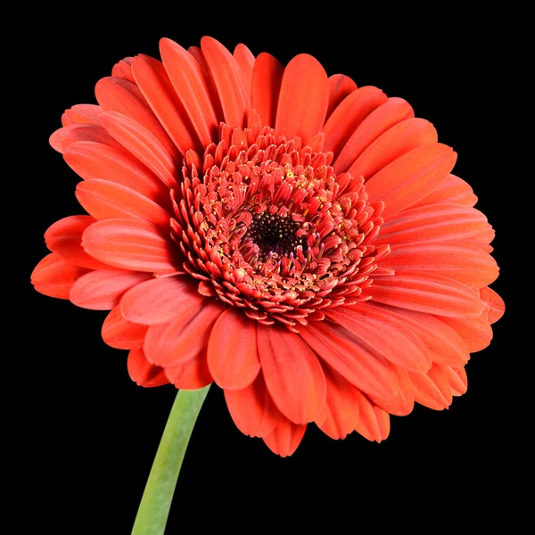 Red Gerbera Flower with Green Stem Isolated on Black