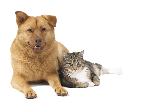 Dog and Cat