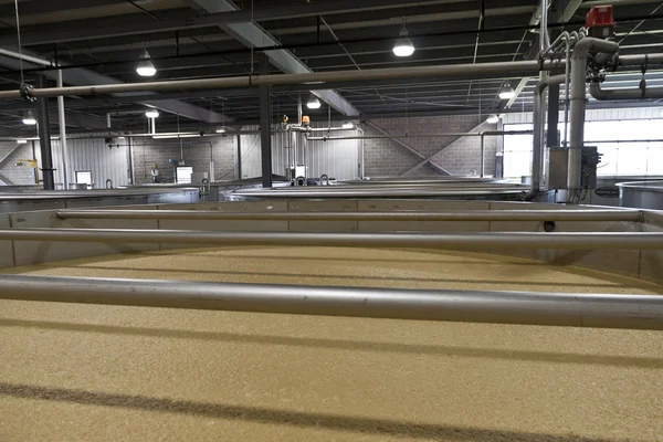 Bourbon Corn Mash Fermenting in Distillery