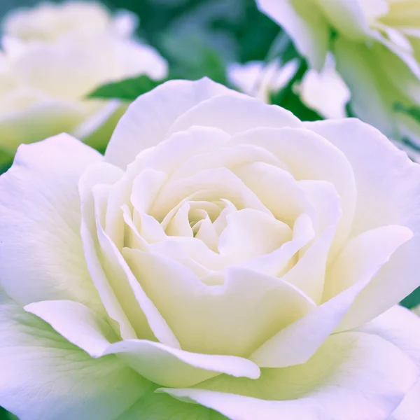 Beautiful white rose in a garden.