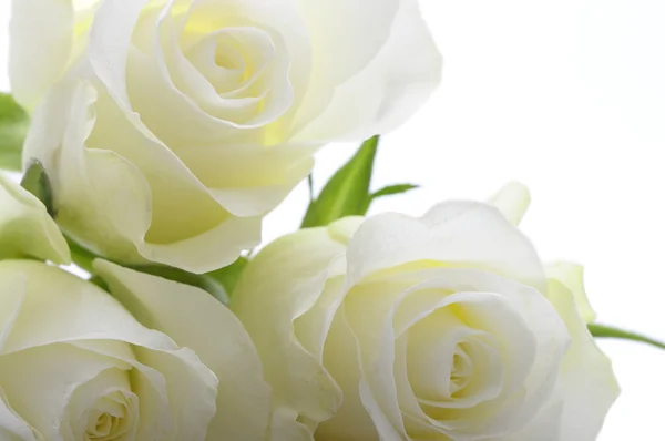 Close up white rose hearts and petals on white background