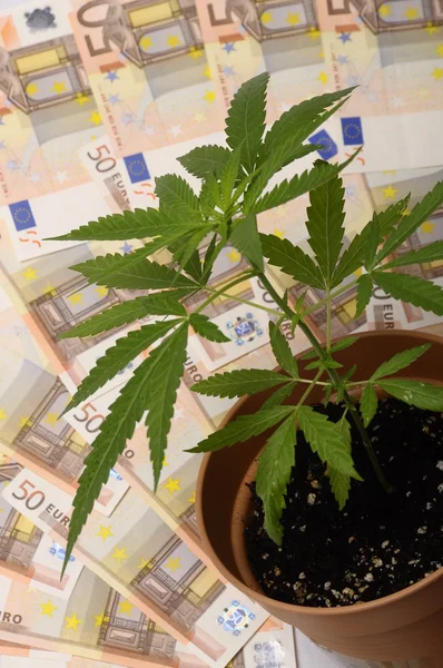 Cannabis plant and euro money