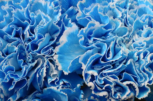 Macro of blue flower carnation
