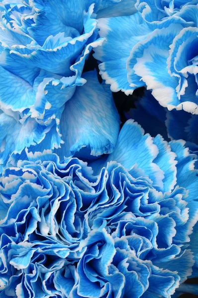 Macro of blue flower carnation