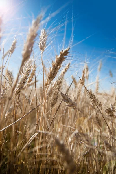 Background of wheat ears and blue sky with lens flare effect