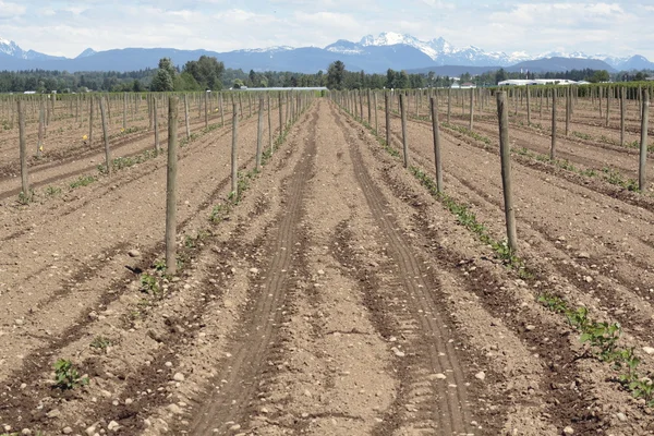 A blueberry crop just starting out in British Columbia