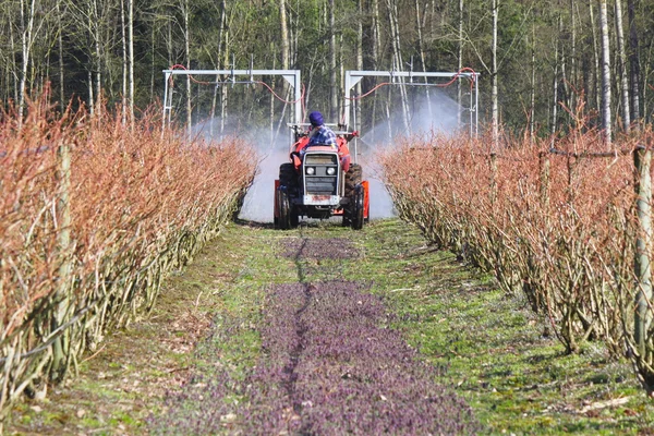 Farmer Sprays Chemicals on Blueberry Crop