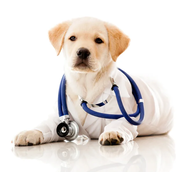 Little dog as a vet