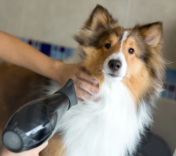 Dog being groomed at a spa