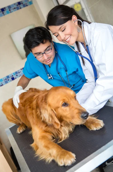 Dog at the vet