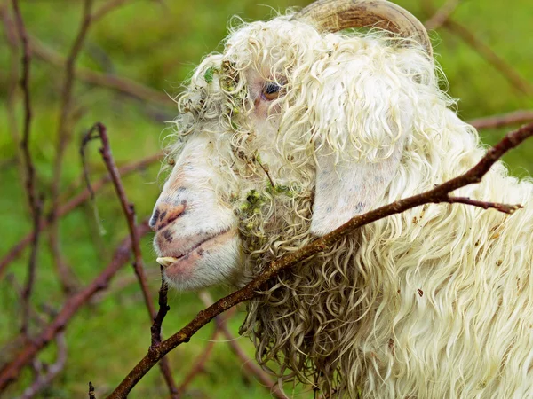 Sheep with protruding teeth