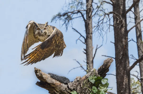 Eurasion Eagle Owl In Flight