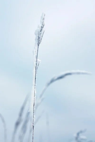Frozen blade of grass and snow on it on the blue winter background