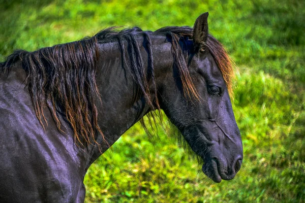 A Frisian horse
