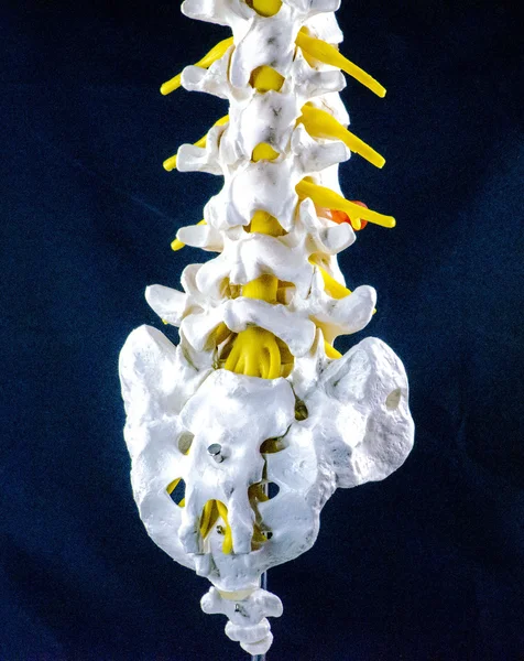 Spine model, vertebra model