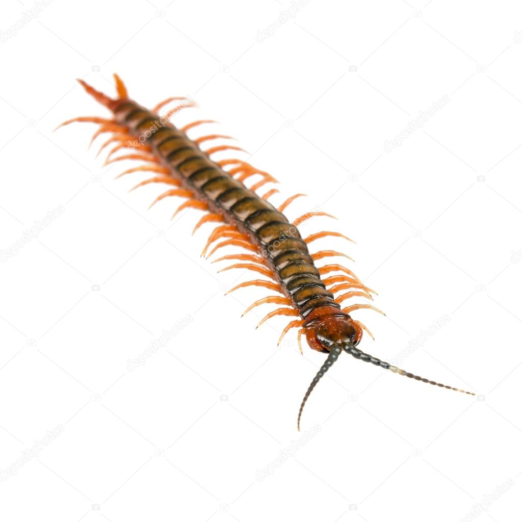Millepattes isolé — Photographie THPStock © 47808285